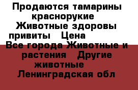 Продаются тамарины краснорукие . Животные здоровы привиты › Цена ­ 85 000 - Все города Животные и растения » Другие животные   . Ленинградская обл.